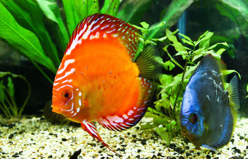 居家養魚風水講究，怎麽養魚招財運？