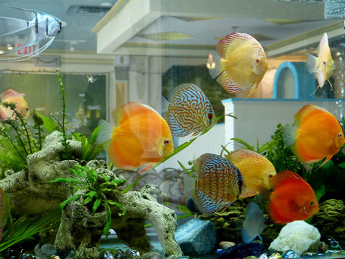 居家養魚風水講究，怎麽養魚招財運？